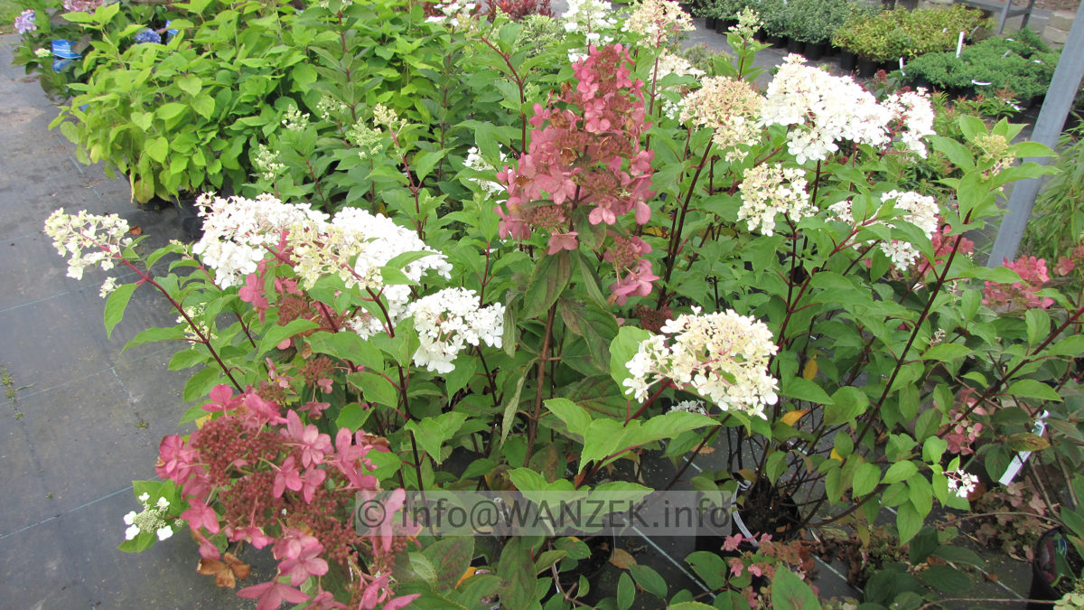 Hydrangea paniculata Vanilla Fraise 07.JPG